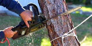 Best Tree Removal Services  in Phoenixville, PA